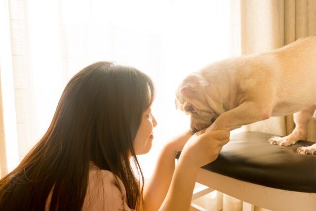 犬と飼い主の日常生活のイメージ