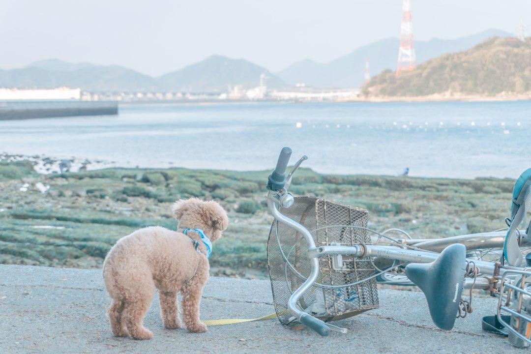 災害時の犬との避難をイメージした写真