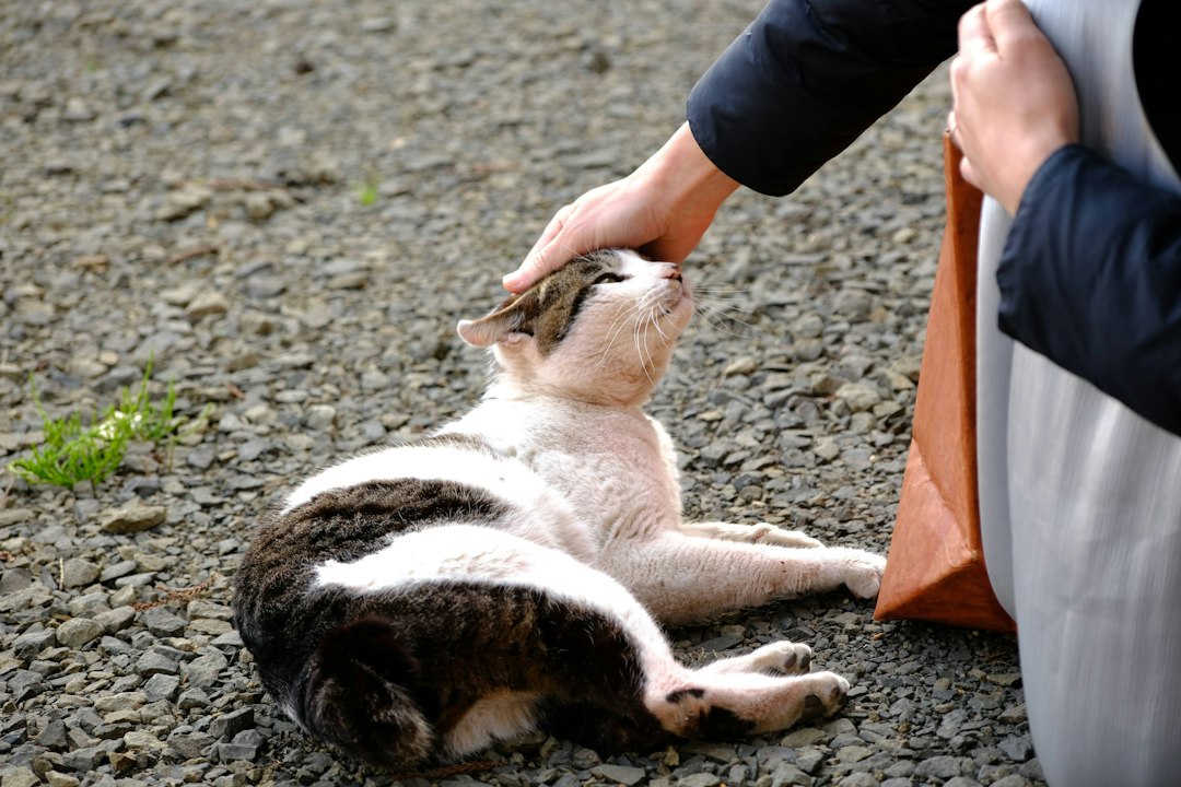 災害時の備えを考える猫のイメージ
