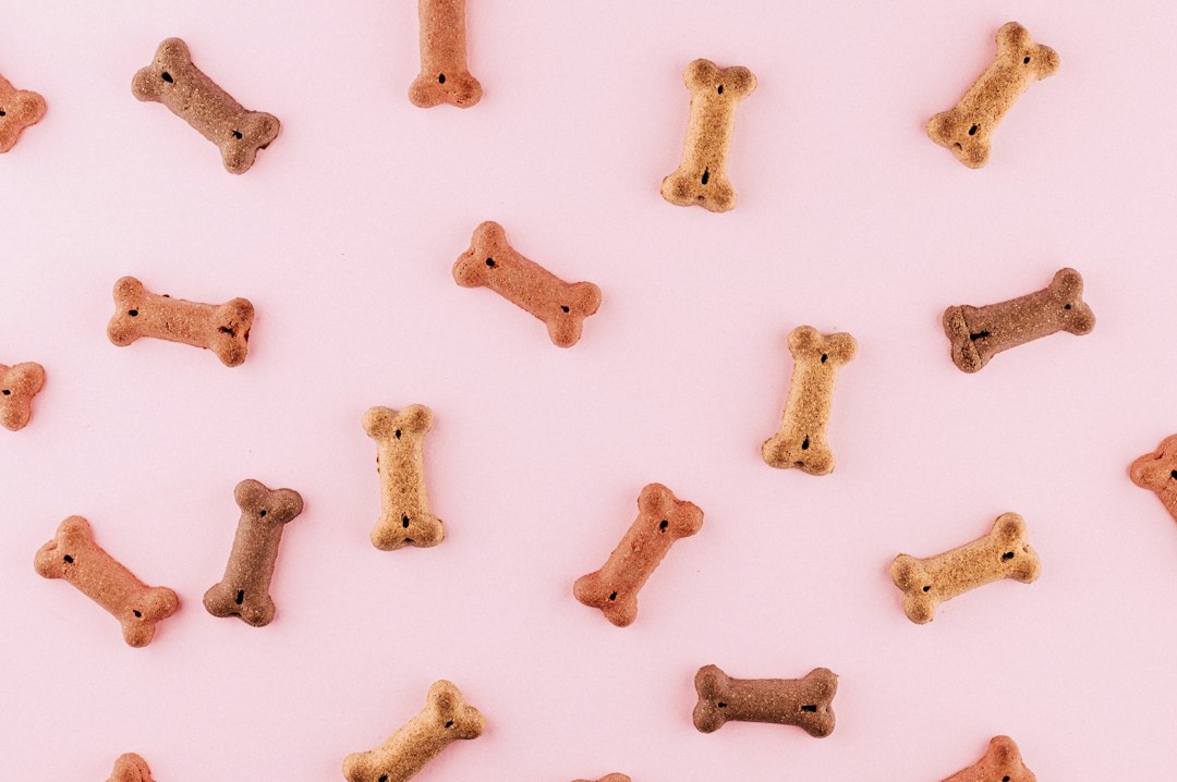 犬向けグッズやプレゼントのイメージ