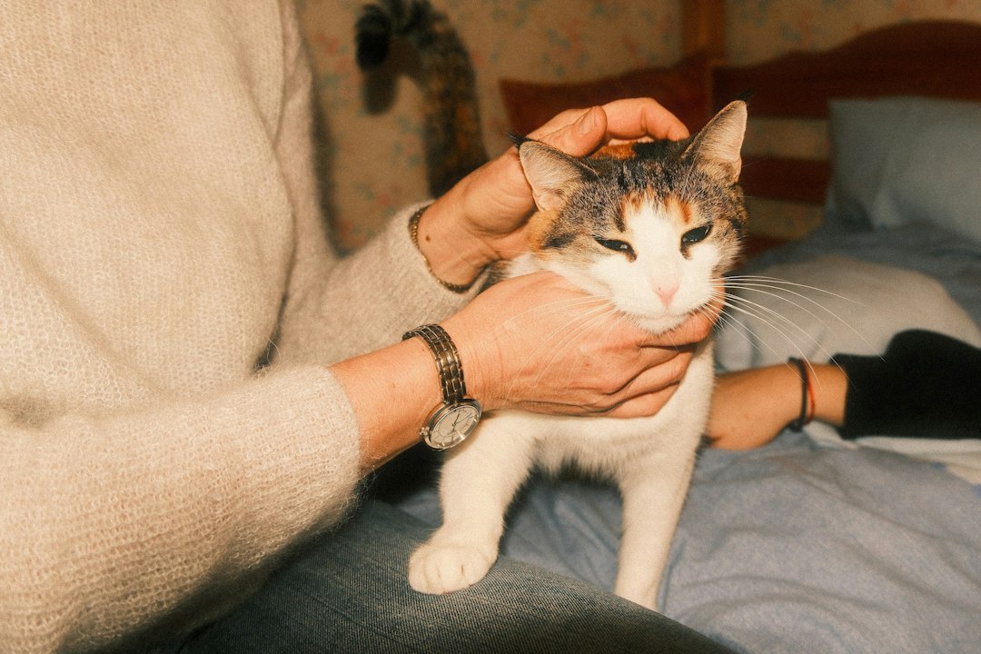 自宅で猫と触れ合うイメージ