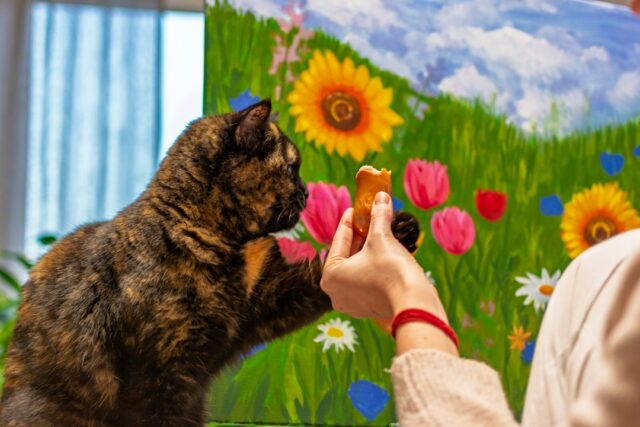 猫と遊ぶ日常のイメージ