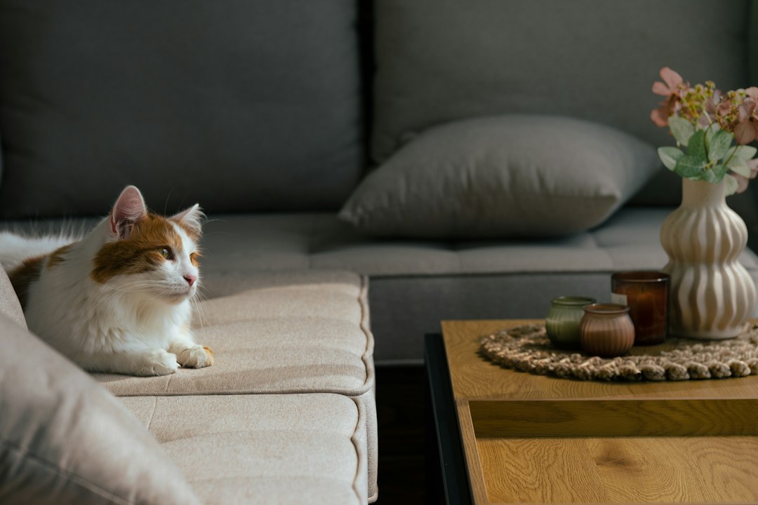 インテリアになじむ猫との暮らしのイメージ