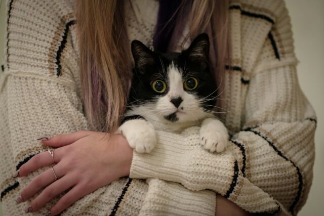 猫を抱く飼い主の日常イメージ