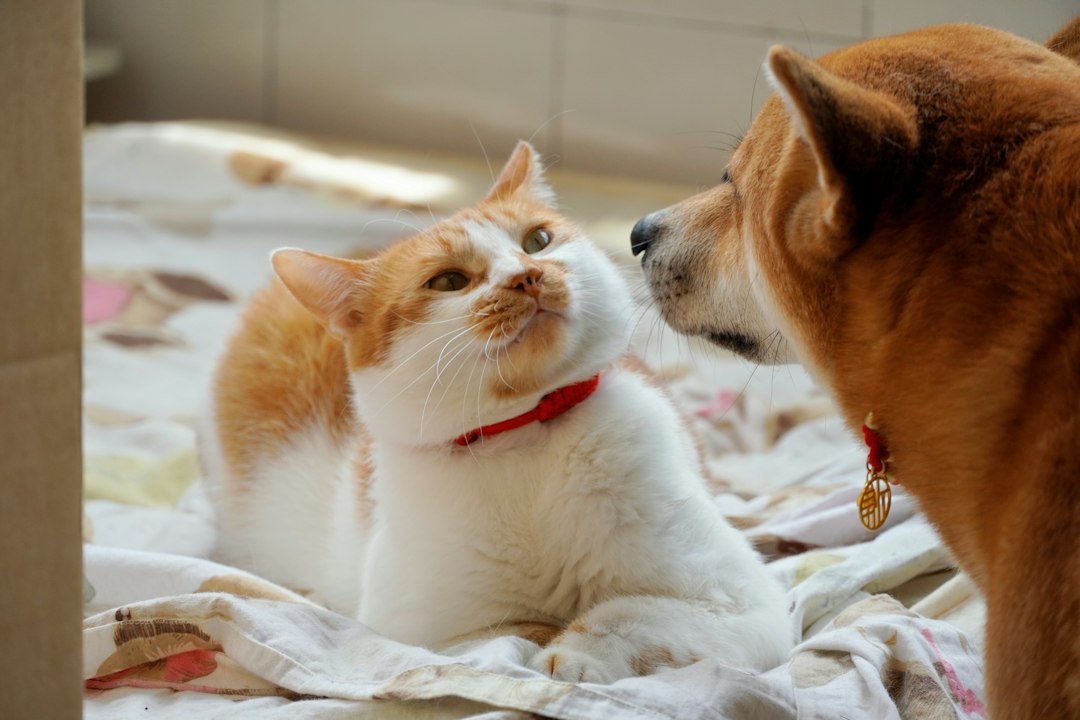 犬と猫の防災・避難準備のイメージ