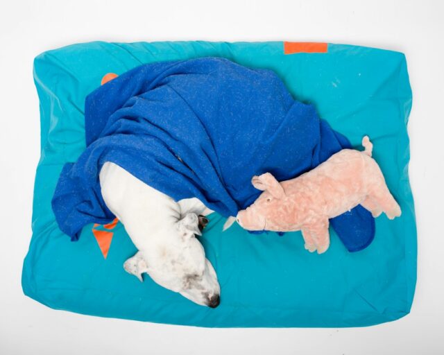 犬用品と犬の暮らしのイメージ