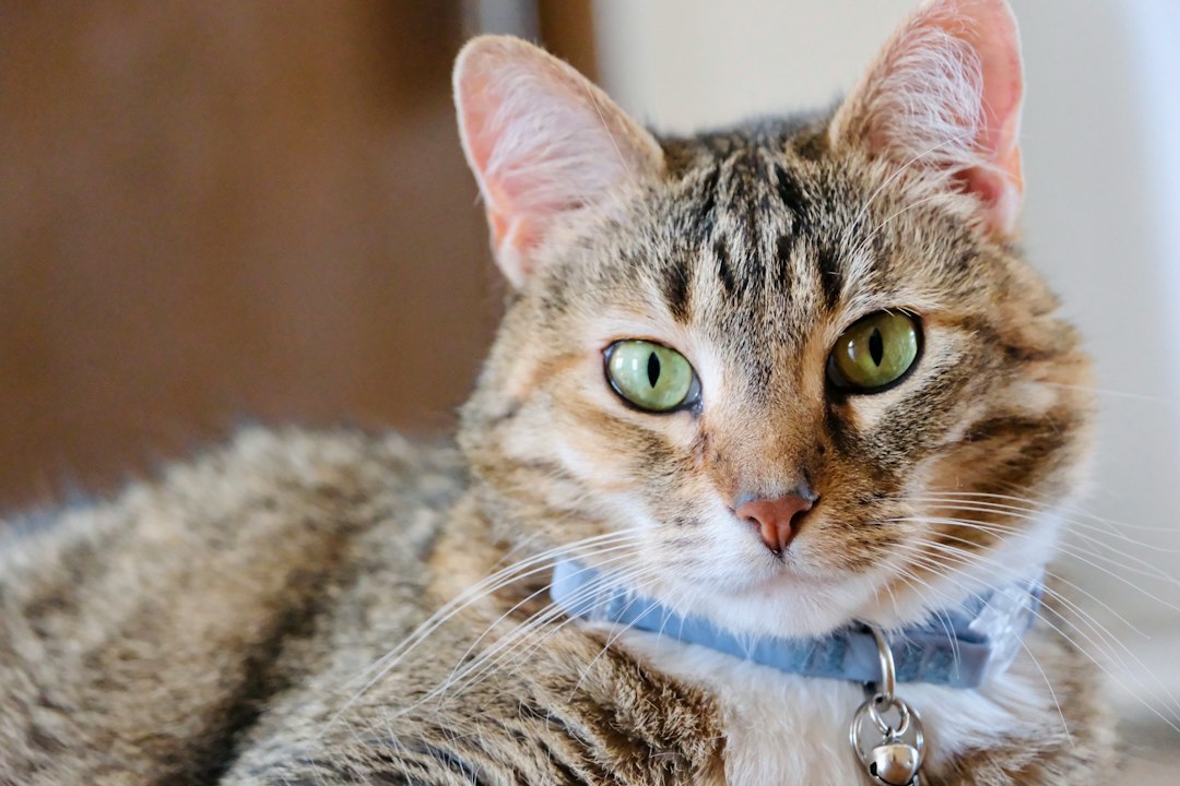 首輪を着けた猫。災害時の身元確認には迷子札やマイクロチップ情報の確認も重要