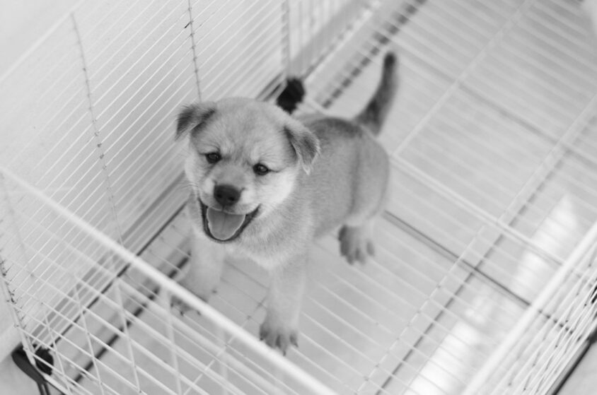 災害時に備えてクレートに入る練習をする犬