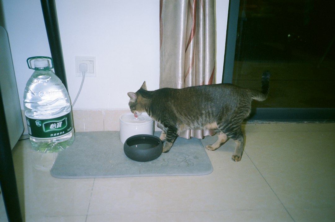 自宅で水を飲む猫とペット用の飲み水