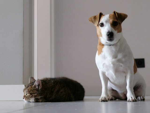 自宅の室内で並ぶ犬と猫。夏の停電に備えて冷房と避難先を確認するイメージ