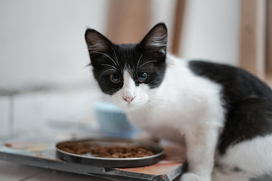 フードを食べる猫。好きなおやつや食事を使い、キャリーに良い印象を持たせる練習のイメージ