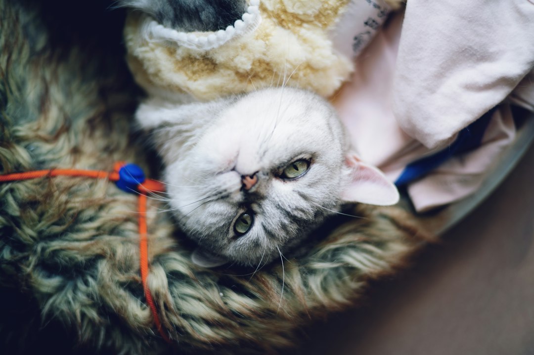 いつもの敷物の上で安心して休む猫。キャリーに慣らす際はなじみの布を使う