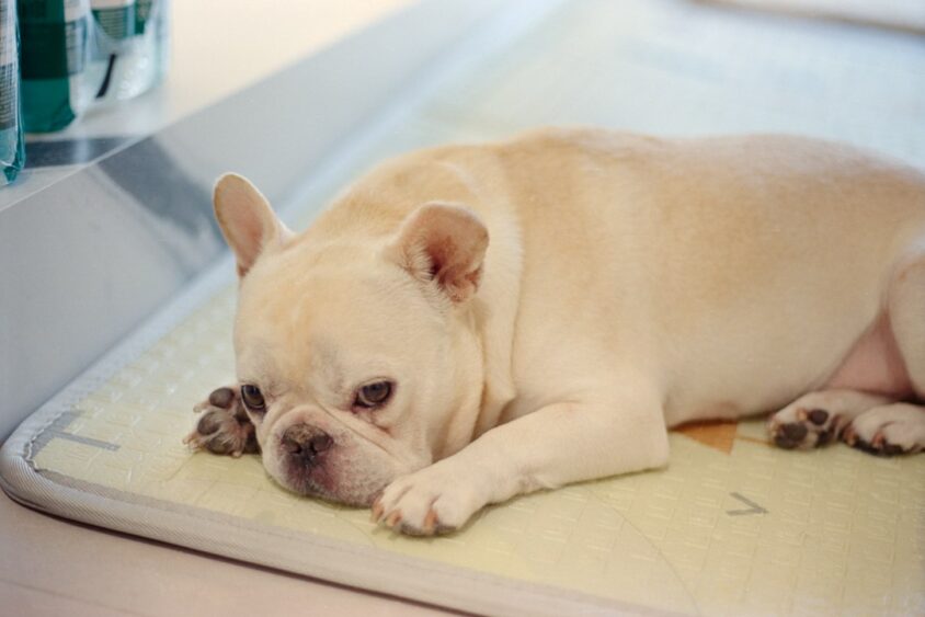 災害時に備えて室内の決めた場所で排泄する練習をする犬