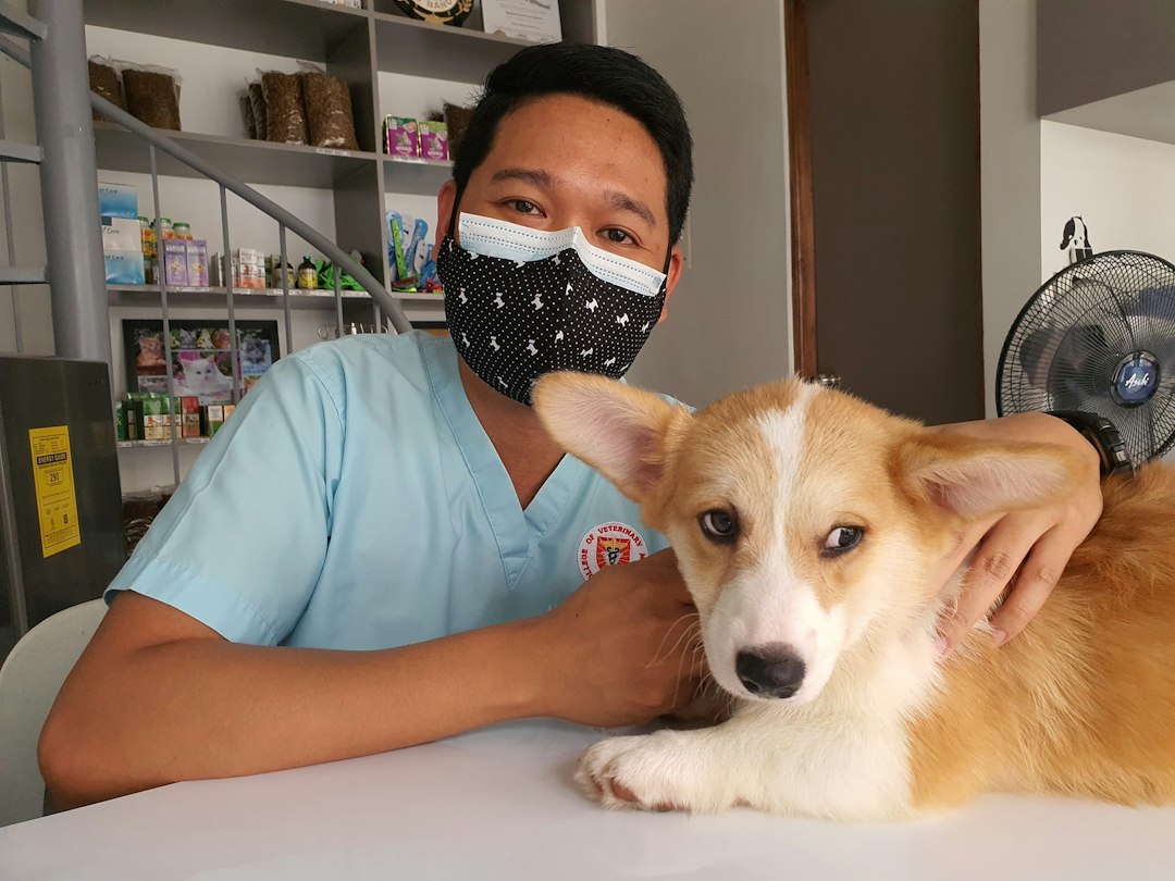 動物病院で犬の健康状態を確認する獣医師
