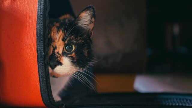 キャリーバッグの中で過ごす子猫。災害時の猫の避難訓練のイメージ