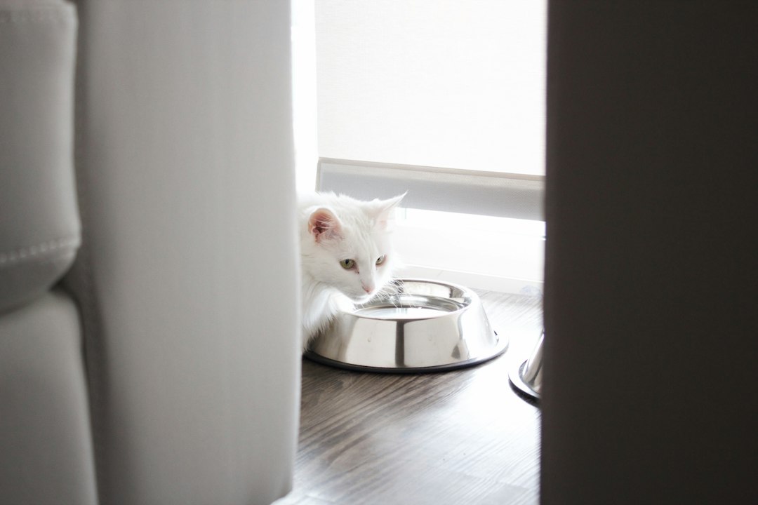 ボウルから水を飲む猫。暑い日の停電時も飲み水を十分に確保する