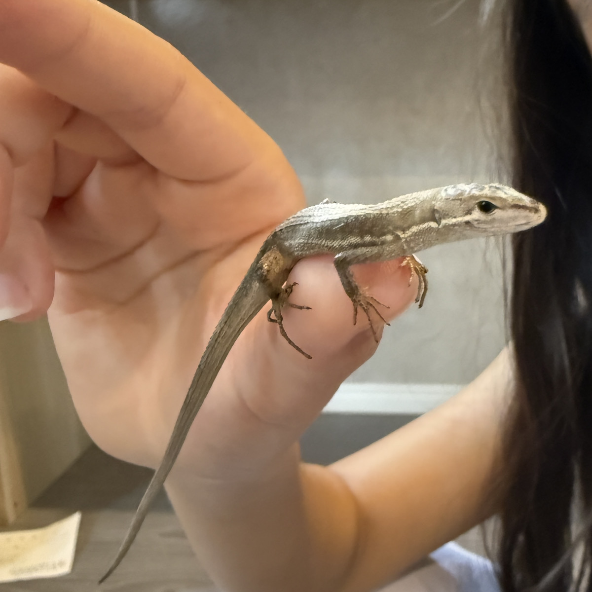 手のりカナヘビ