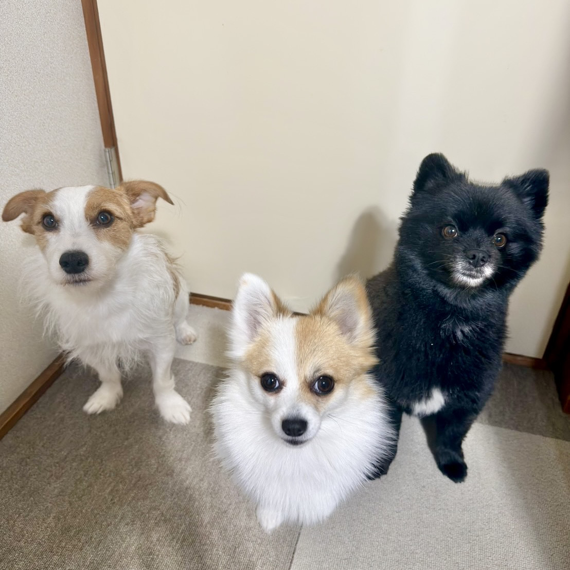 三匹の犬