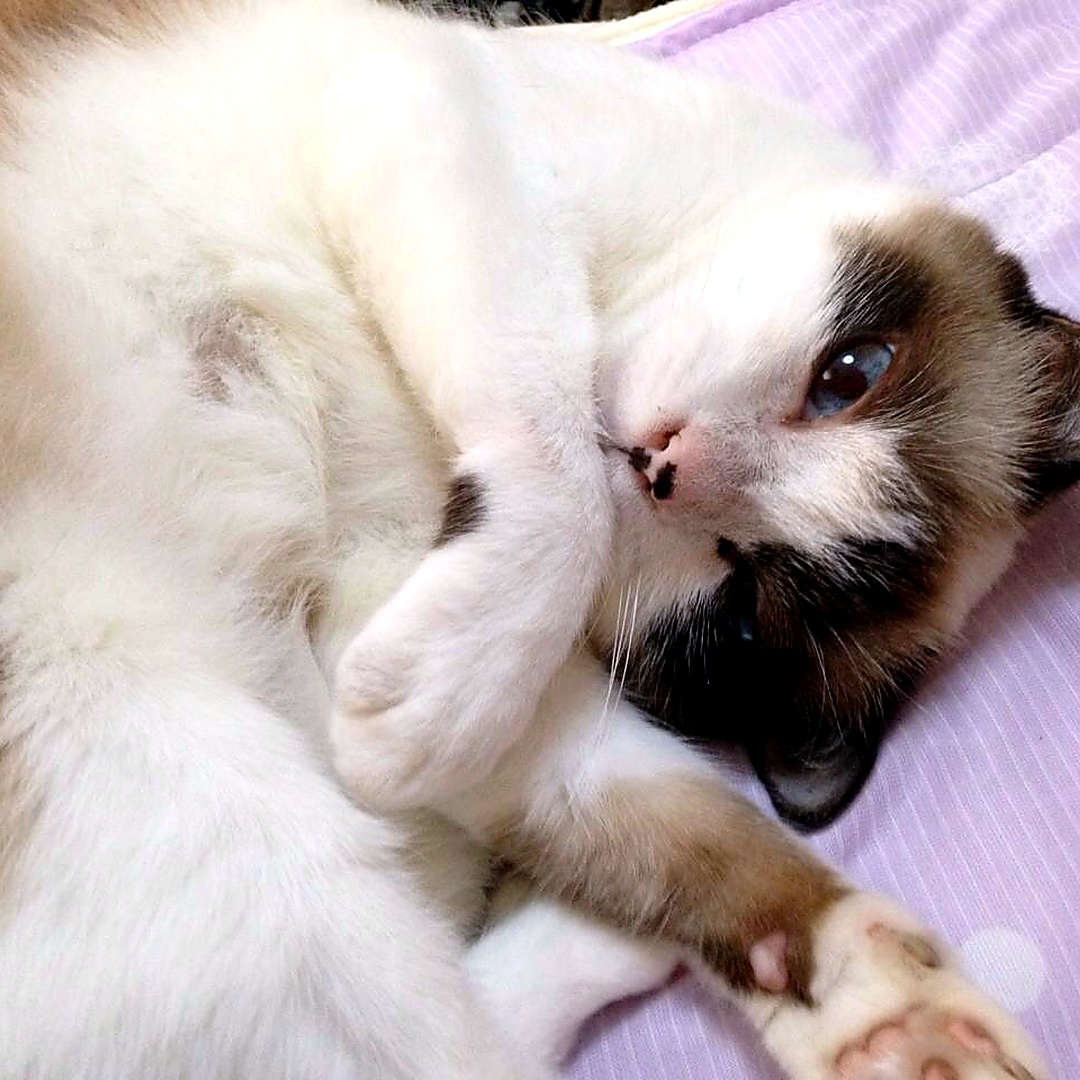 寝転がってこちらを見る猫