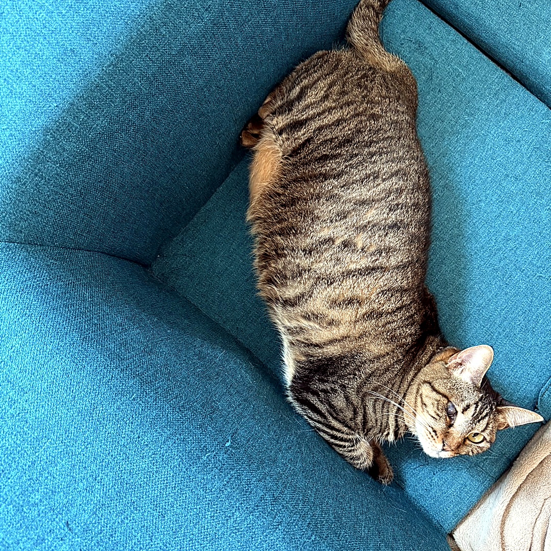 こちらを見つめる猫