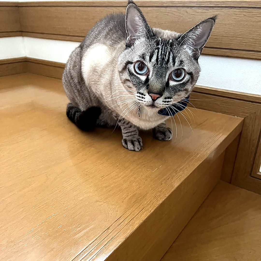 明るい室内でこちらを見る猫