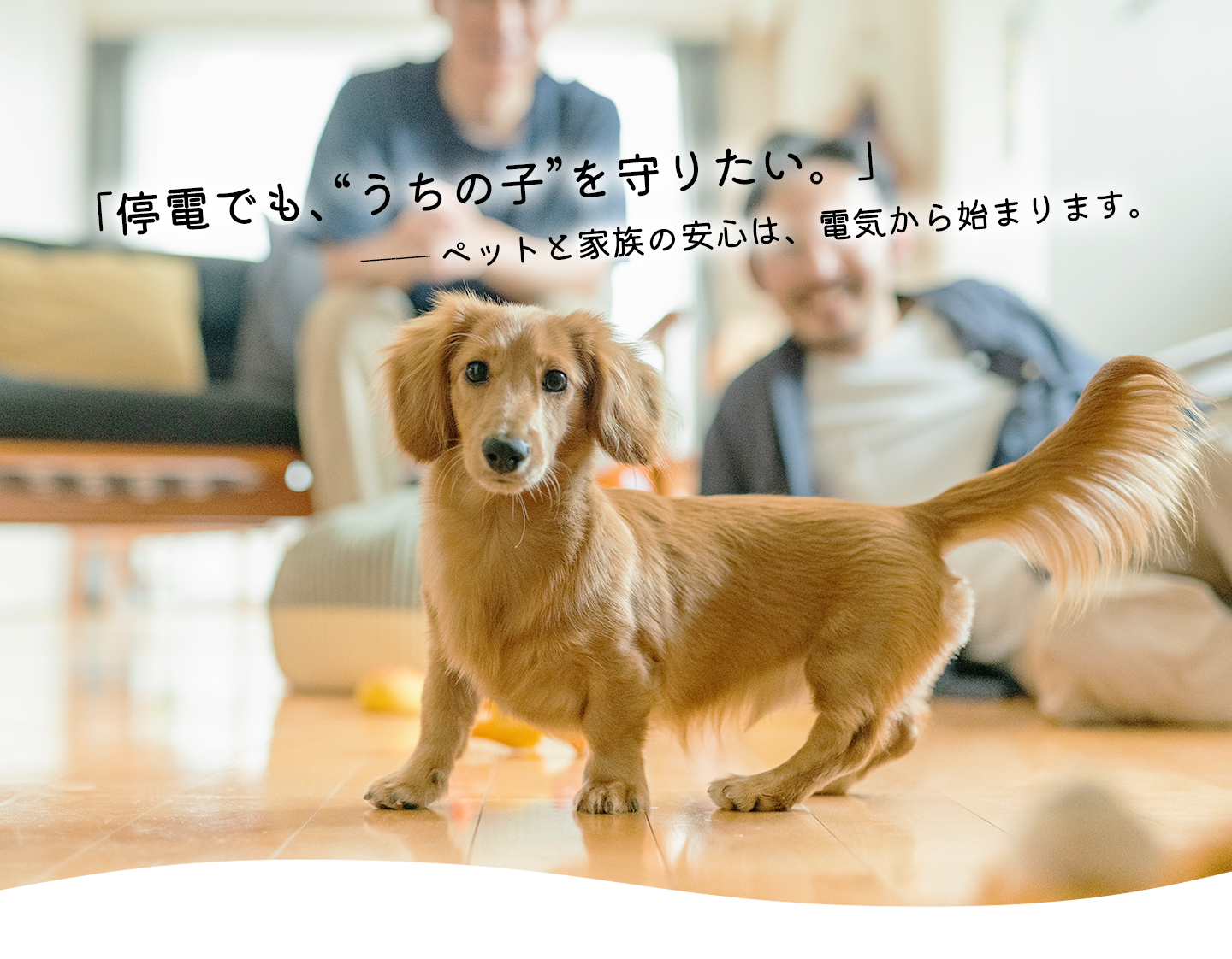 ペットとの在宅避難に備える蓄電池・停電対策